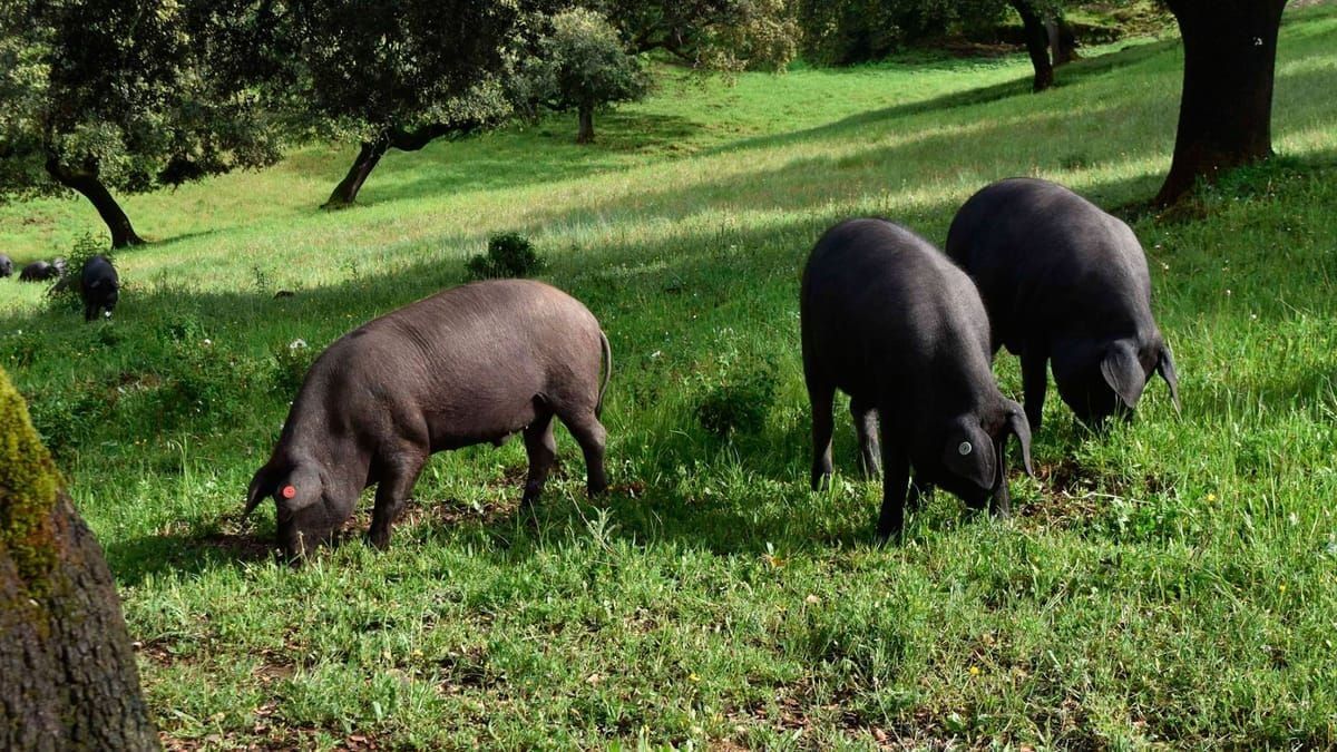 Ruta del jamón ibérico