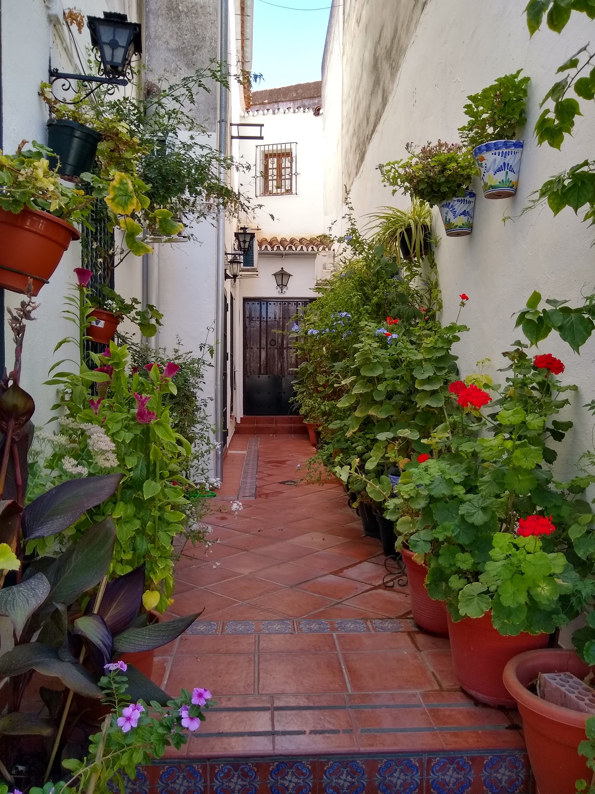 Calles con plantas