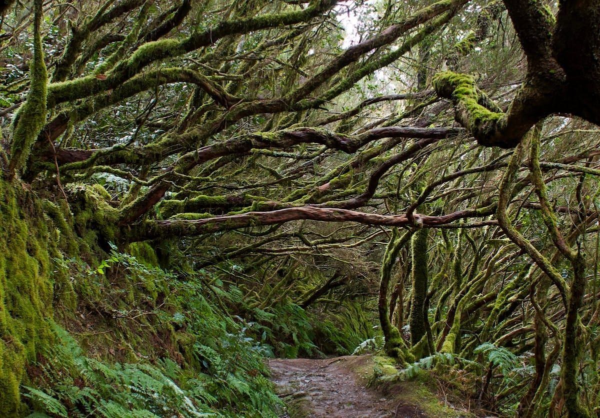 El Bosque